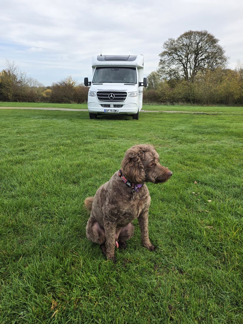 Louis the dog in front of the motorhome